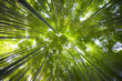 Bambou forest in Japan