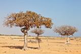 Fototapeta Góry - myrrh tree (Commiphora myrrha)
