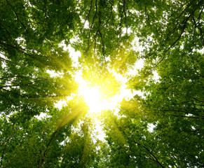 Aufkleber - Sun in deep forest background.