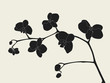 Orchid branch silhouette, vector illustration