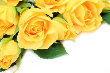 Wall Mural - yellow rose