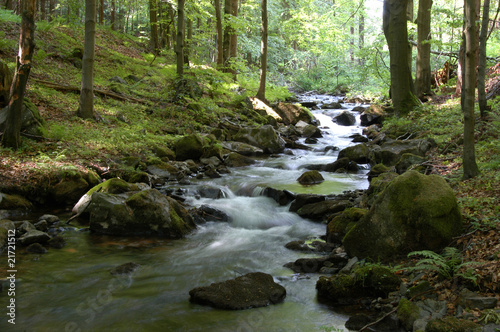 Fotografía Waldimpression im Vessertal, Thüringen