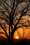 Fototapeta Krajobraz - Sunset Tree