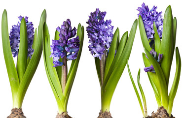 Wall Mural - Hyacinths