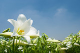 wild White lily under sunlight