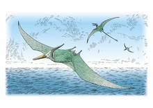 Prehistoric Birds Vector