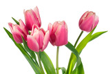 Fototapeta Tulipany - holiday tulips bouquet isolated on white