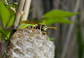 Canvas Print - Wasp 13