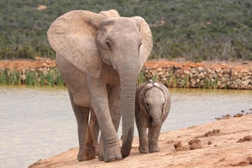 Wall Mural - Elephant Baby and Mother