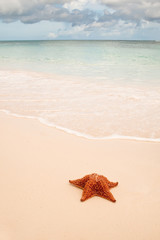 Wall Mural - Red starfish on a sand beach