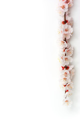 Wall Mural - Isolated sakura