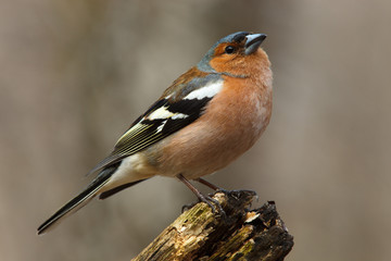 Wall Mural - Chaffinch (Fringilla coelebs), male