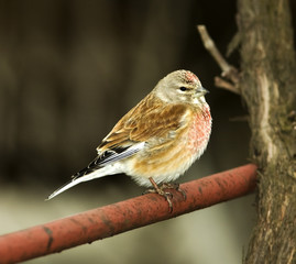 Wall Mural - Linnet male (Carduelis cannabina)