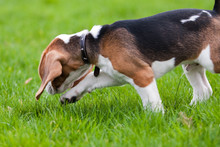 Beagle Dog On The Scent