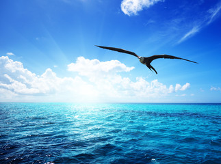 Wall Mural - ocean and perfect sky