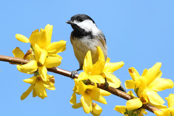 Aufkleber - Chickadee With Yellow Flowers
