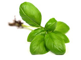 Fototapeta  - Green basil leaves on white background