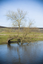 Leafless Tree By A River Water Side