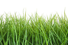 Tall Wet Grass Against A White