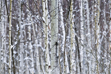 Canvas Print - Tree trunks in winter