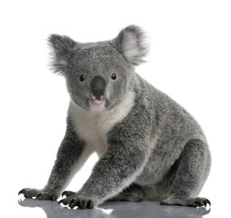 Wall Mural - Side view of Young koala, 14 months old, sitting