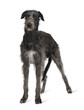 Front view of Irish Wolfhound, standing against white background