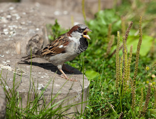 Wall Mural - House Sparrow, Passer domesticus