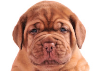 A Portrait Of 1 Month Old Dogue De Borduaux Puppy
