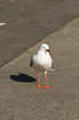 seagull in the summer sun