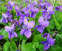Violets On A Meadow