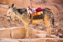 Standing Donkey In Petra, Jordan