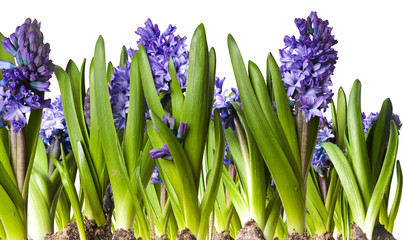 Wall Mural - Hyacinths