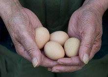 Elderly Man Holding Freshly Laid Guinea Fowl Eggs