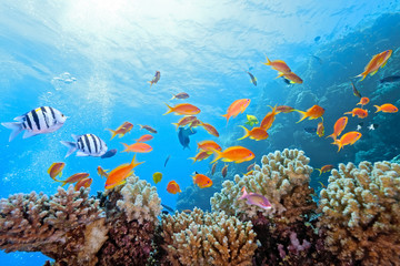 Wall Mural - Coral scene on the reef