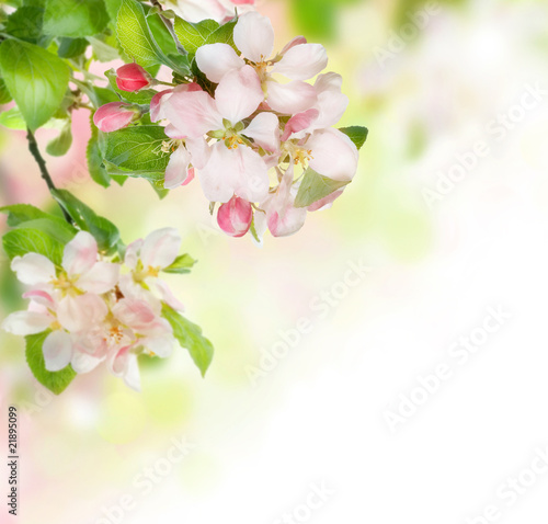 Spring Blossom Border Wall Mural Wallpaper Murals Wallsheaven Subbotina Anna