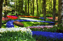 Colorful Flowers And Blossom In Keukenhof Garden, Netherlands
