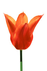 Sticker - tulip