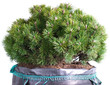 dwarf mountain pine in a pot isolated on a white background