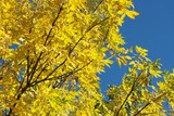Fototapeta  - Autumn tree
