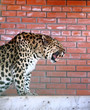 Growling leopard against brick wall