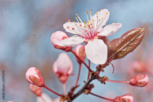 Naklejka na szybę flores de temporada en los árboles