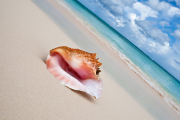 Beige shell on white sand beach near blue ocean