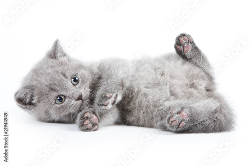 Foto-Schiebevorhang (ohne Schiene) - British kitten on white background (von Dixi_)