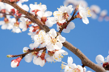 Wall Mural - spring beauty