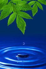 Environmental  Background. Green Leaves And Blue Water Drop