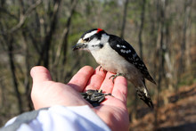 Downy Woodpecker Male Taking Seeds From Hand