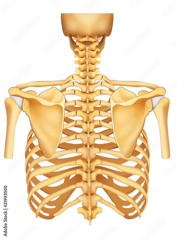 Esqueleto espalda Stock Illustration | Adobe Stock