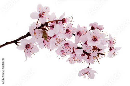 Foto-Leinwand ohne Rahmen - Kirschblüte (von thongsee)