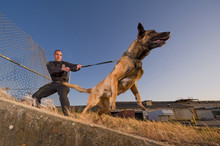 k9-police-officer-malinois-free-stock-photo-public-domain-pictures