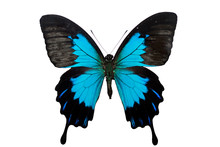 Papilio Ulysses